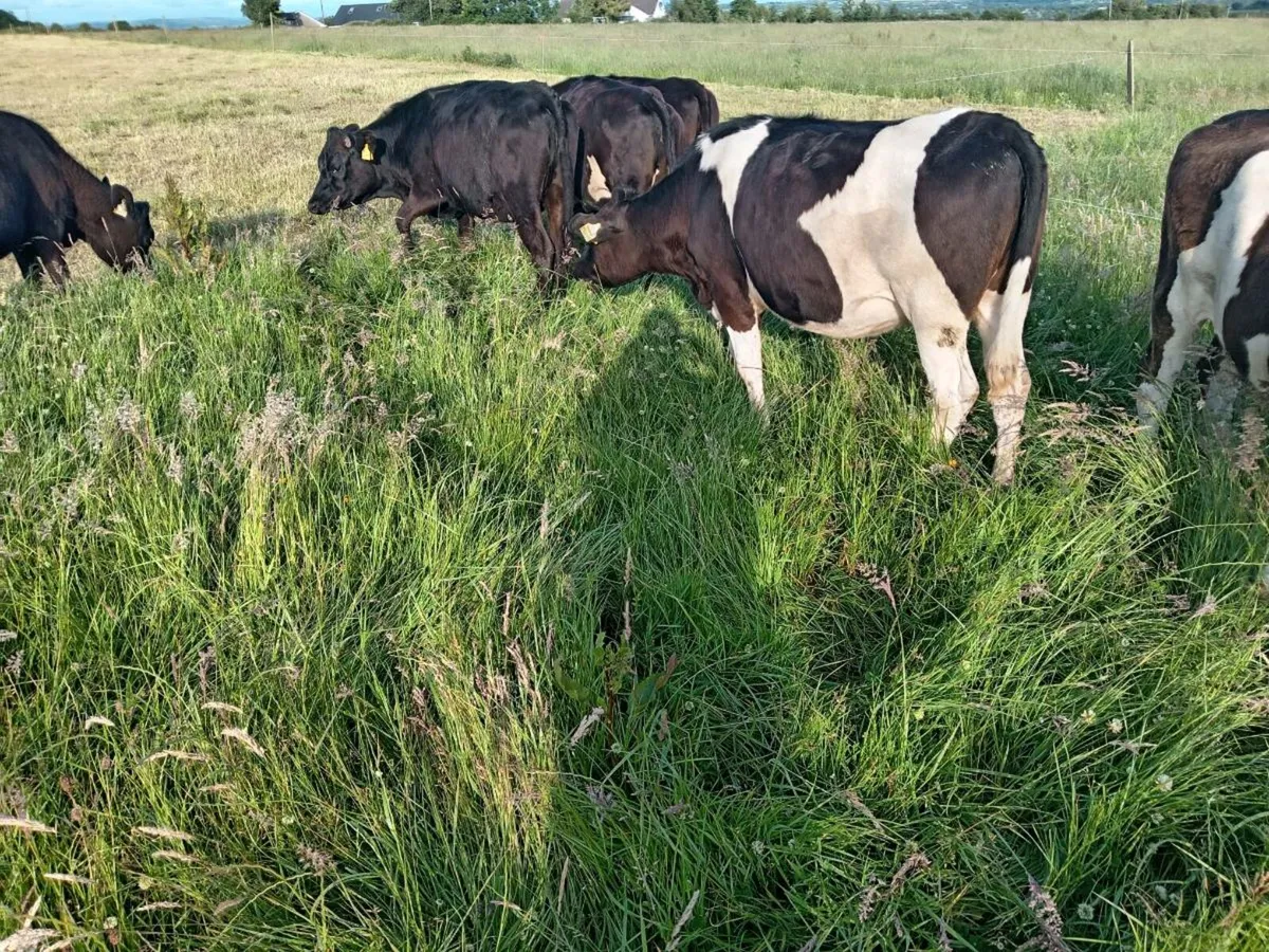 Maiden heifers - Image 4
