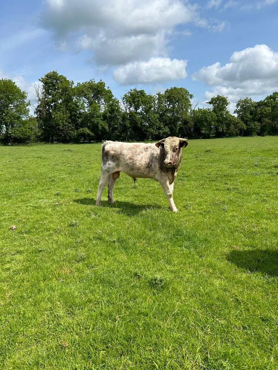 Shorthorn bull