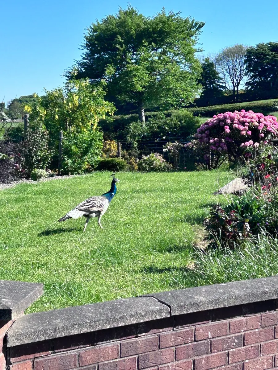 Peacock - Image 3