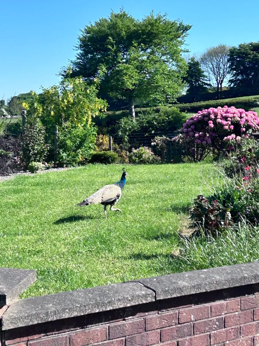 Peacock - Image 4