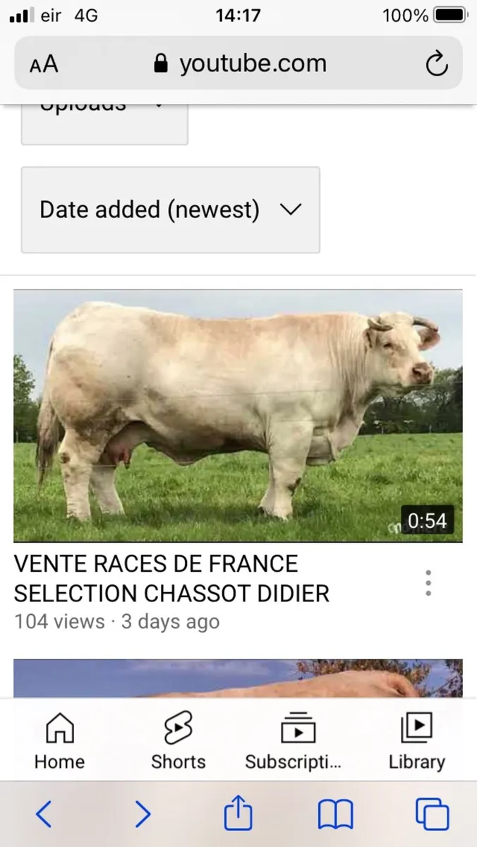 Charolais bull - Image 1