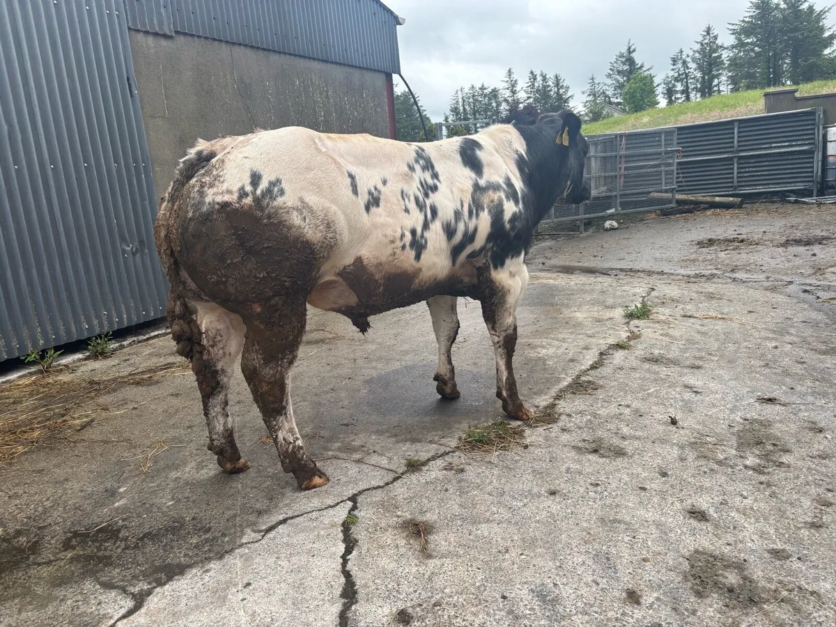 Blue weanlings for Balla - Image 2