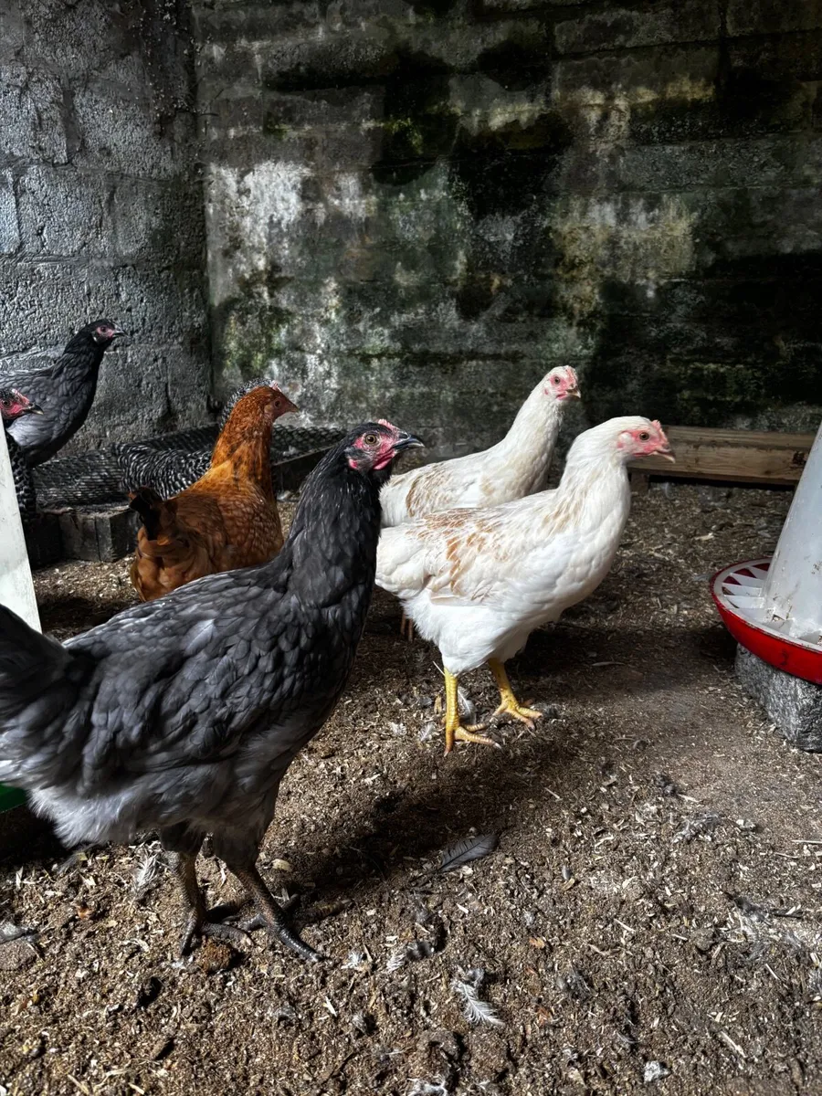 Hens - Image 1