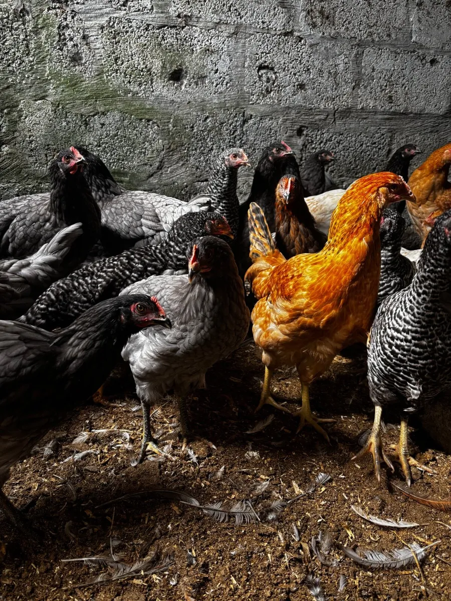 Hens - Image 2