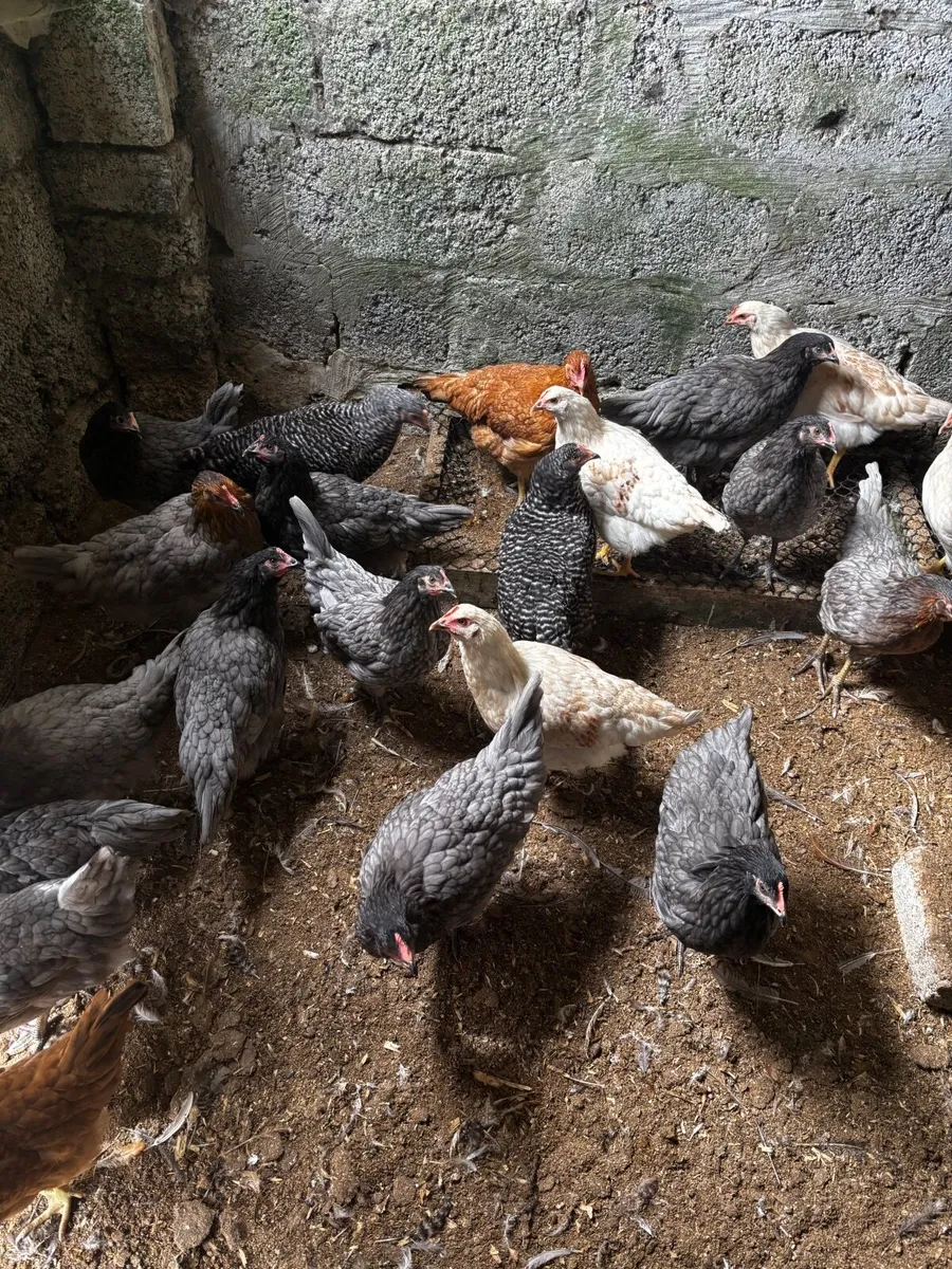 Hens - Image 4