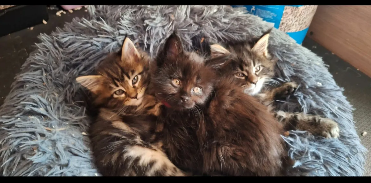 Maine coon  kittens