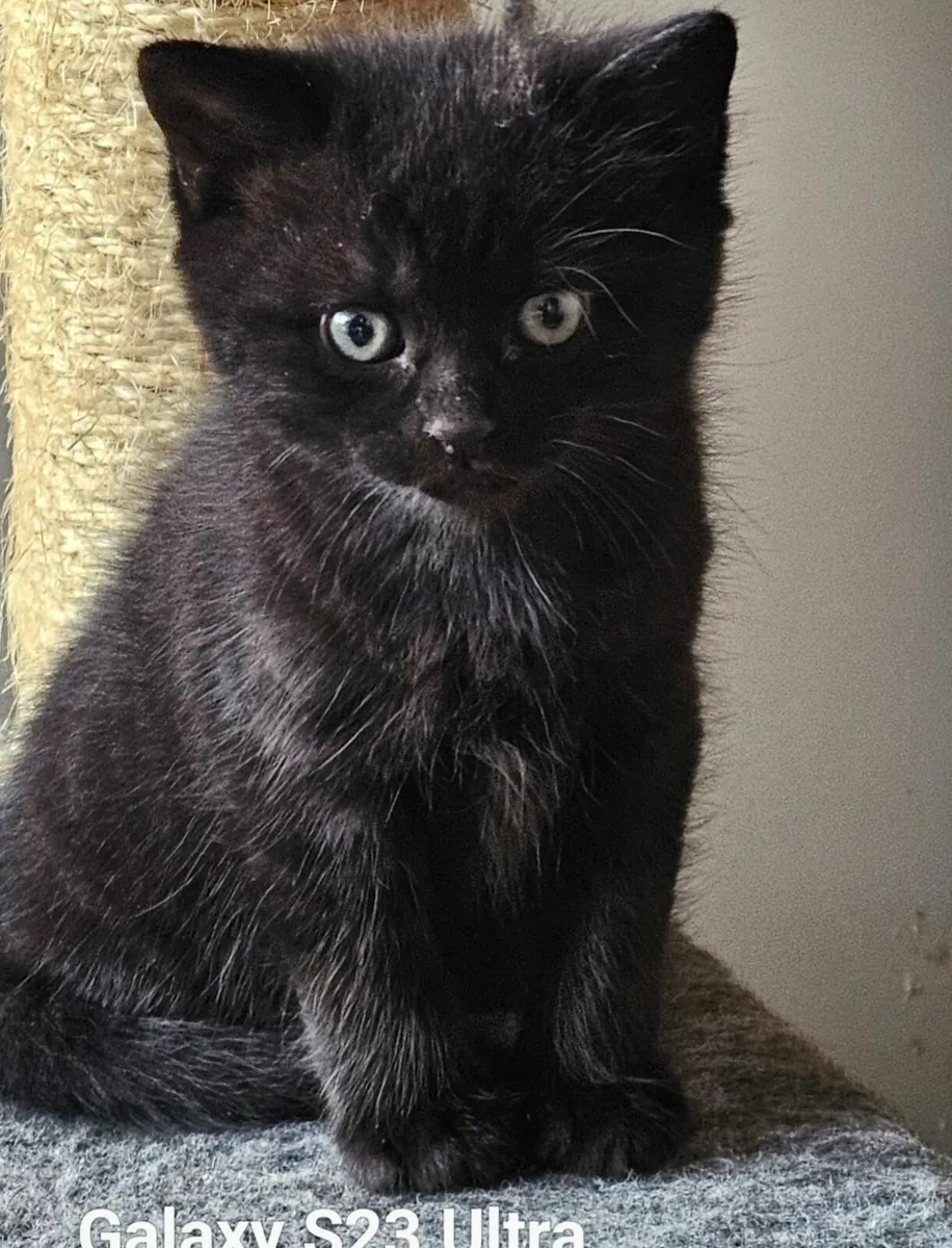 Kittens - Image 3