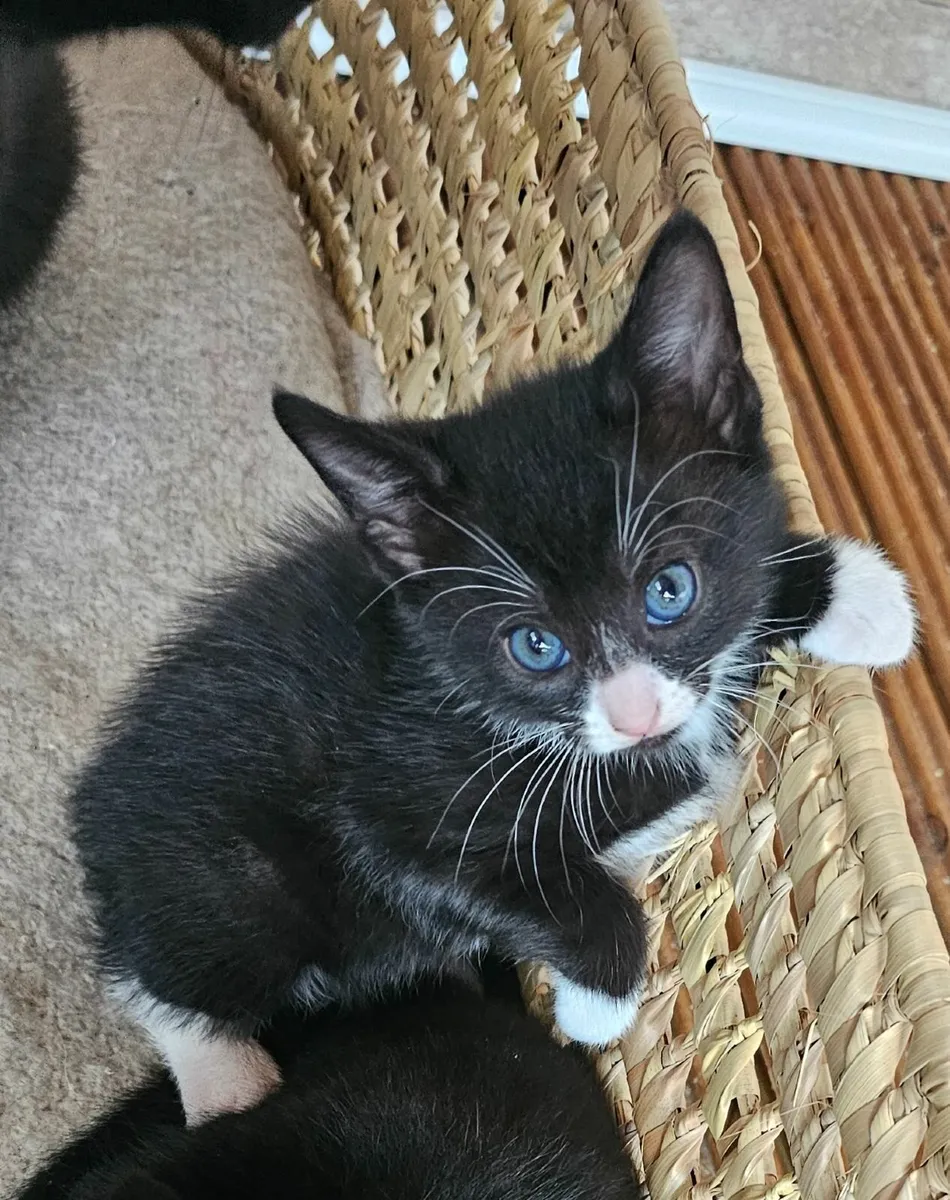 Kittens - Image 4