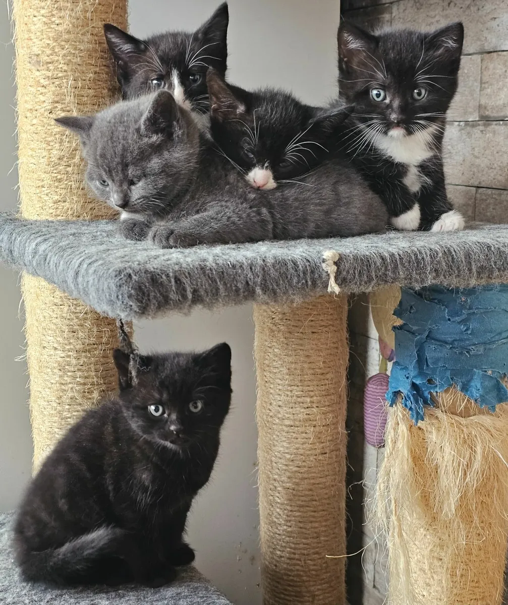 Kittens - Image 2