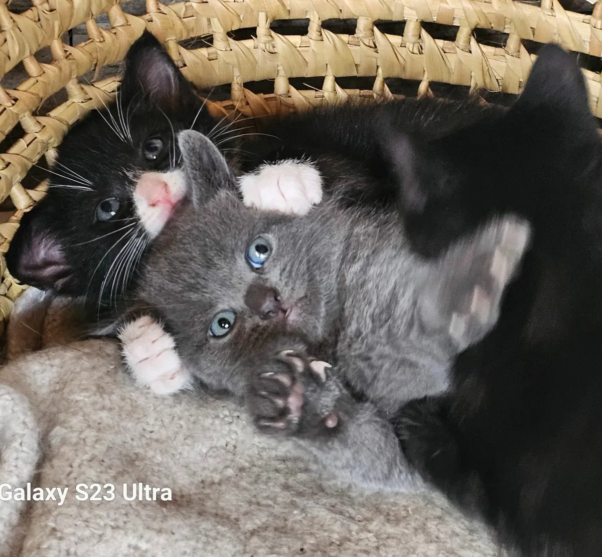 Kittens - Image 1