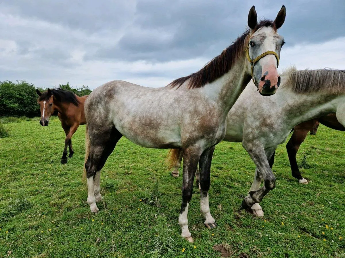 3yr old Gelding/Filly & 2yr old Filly - Image 2