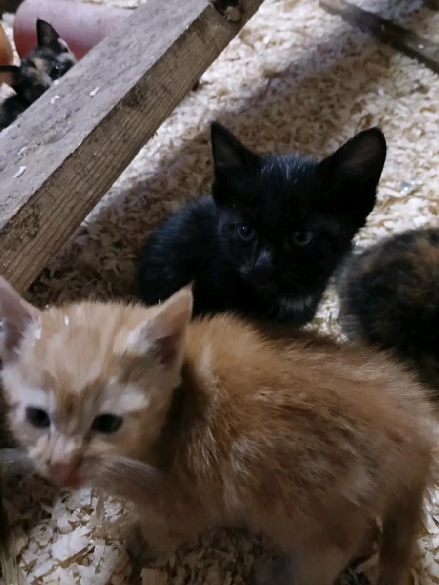 Kittens for sale - Image 2