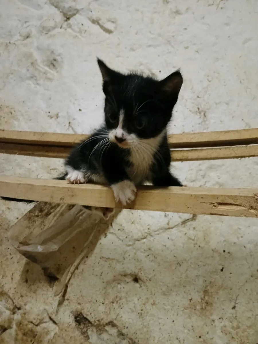 Kittens for sale - Image 3