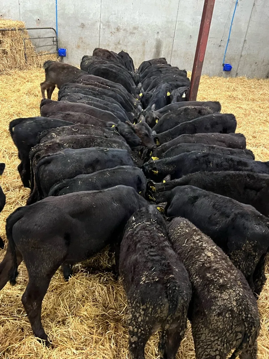 50 Aberdeen Bull Runners - Top Quality Angus - Image 1