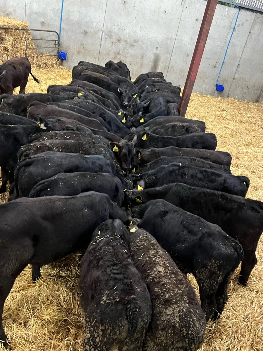 50 Aberdeen Bull Runners - Top Quality Angus - Image 2