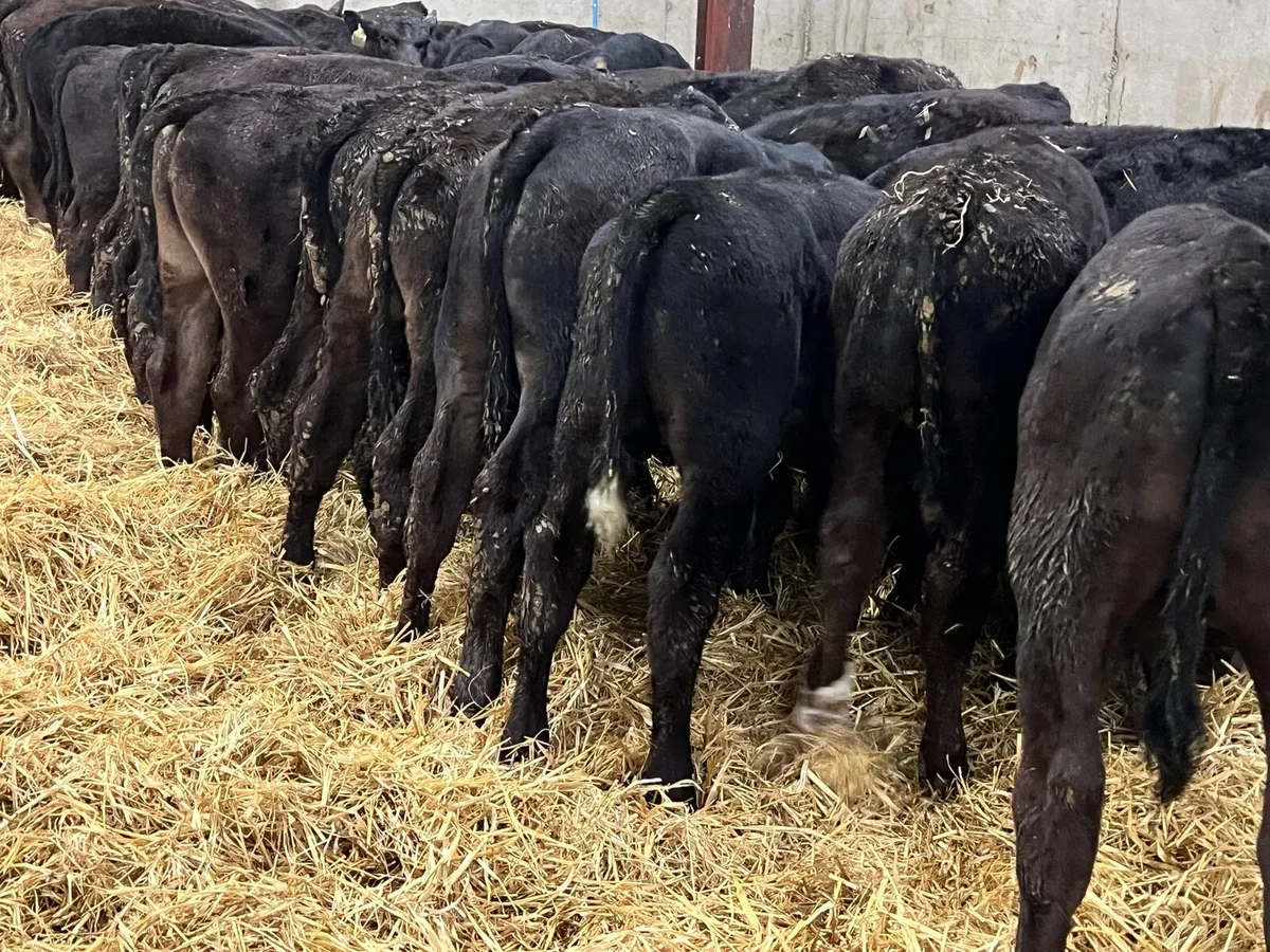 50 Aberdeen Bull Runners - Top Quality Angus - Image 3