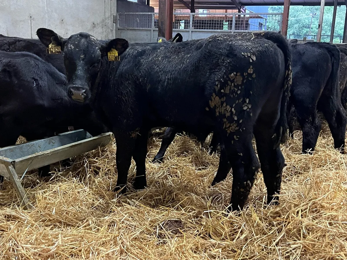 50 Aberdeen Bull Runners - Top Quality Angus - Image 4