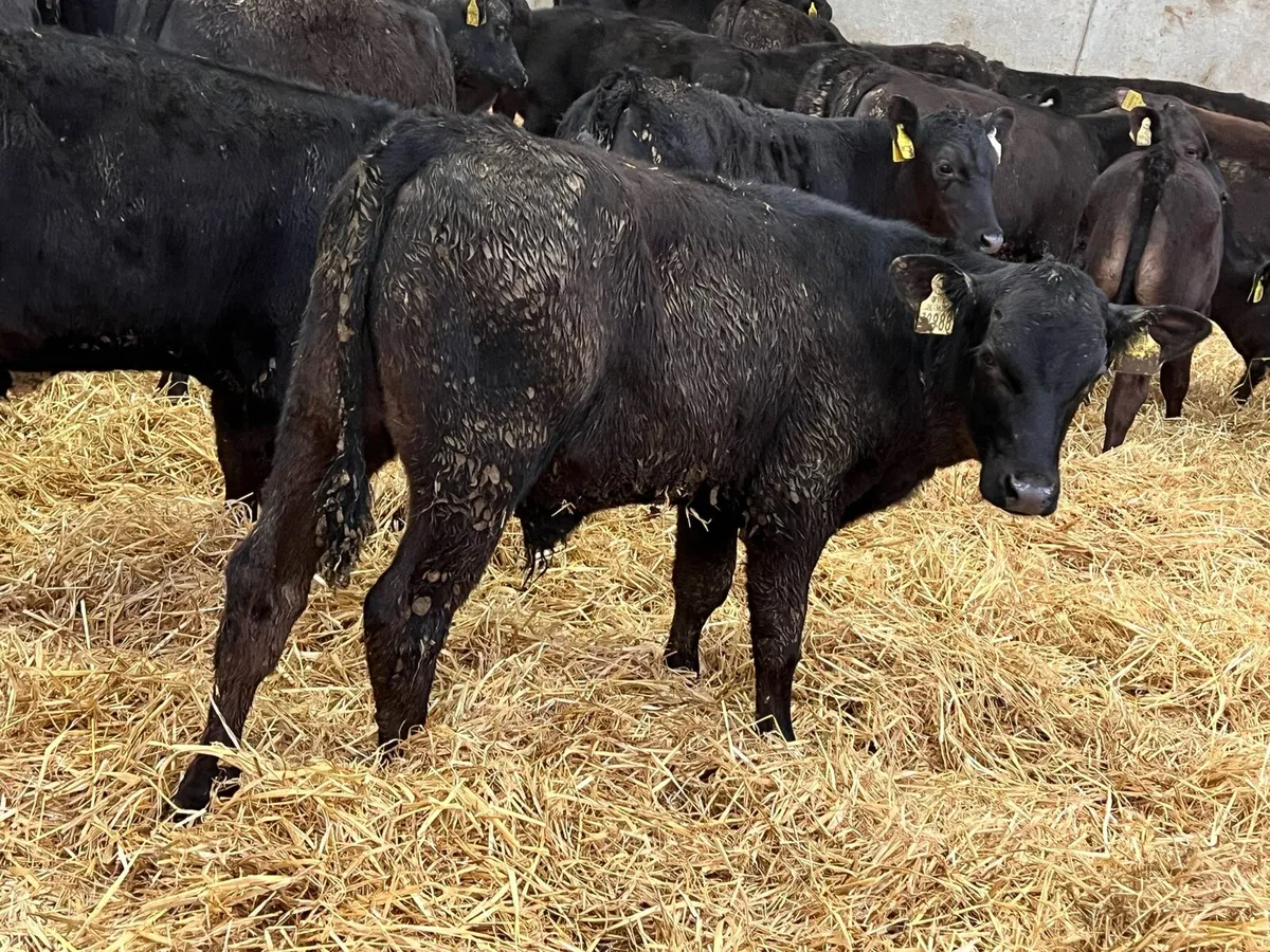 Aberdeen Bull Runners - Top Quality Angus - Image 1
