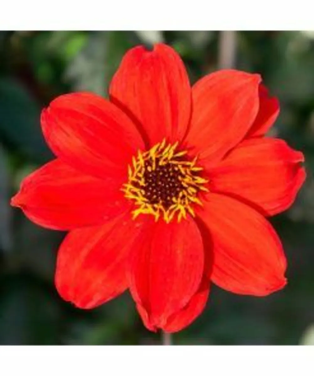 Buy Summer Flower Bulbs -SALE Price - Image 2