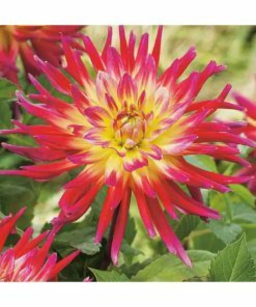 Buy Summer Flower Bulbs -SALE Price - Image 4