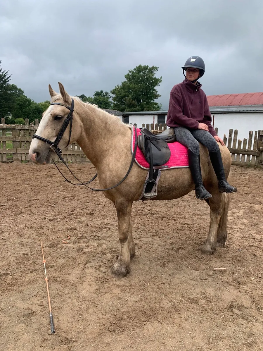 safe and sensible pony - Image 1