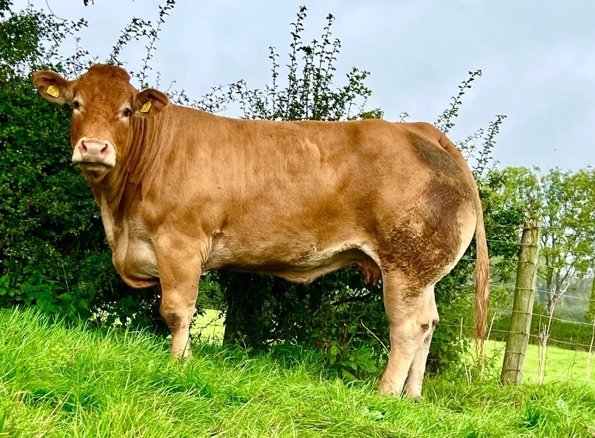 Quality Limousin heifer - Image 2