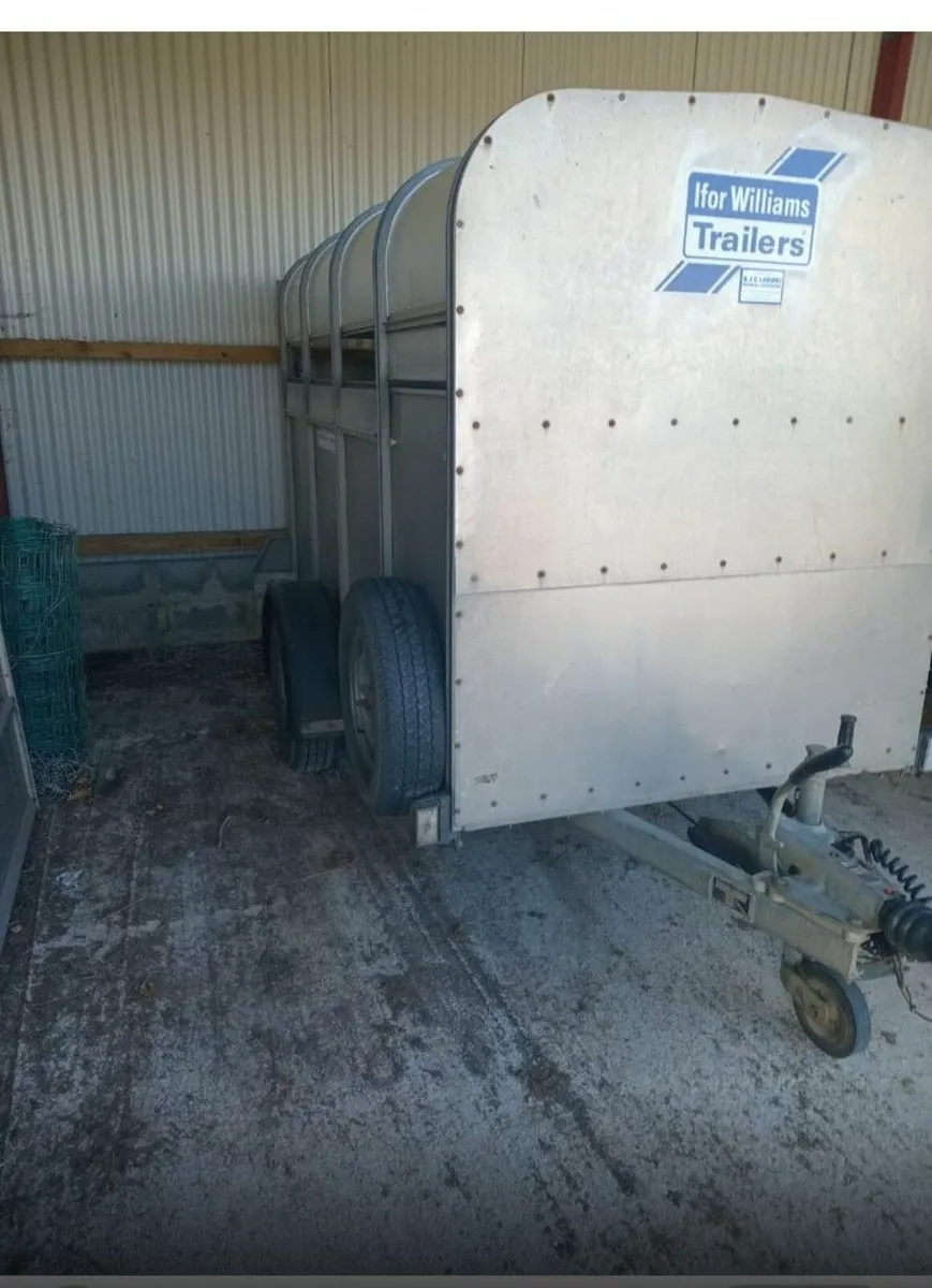 Ifor Williams sheep/calves trailer 8x4 - Image 2