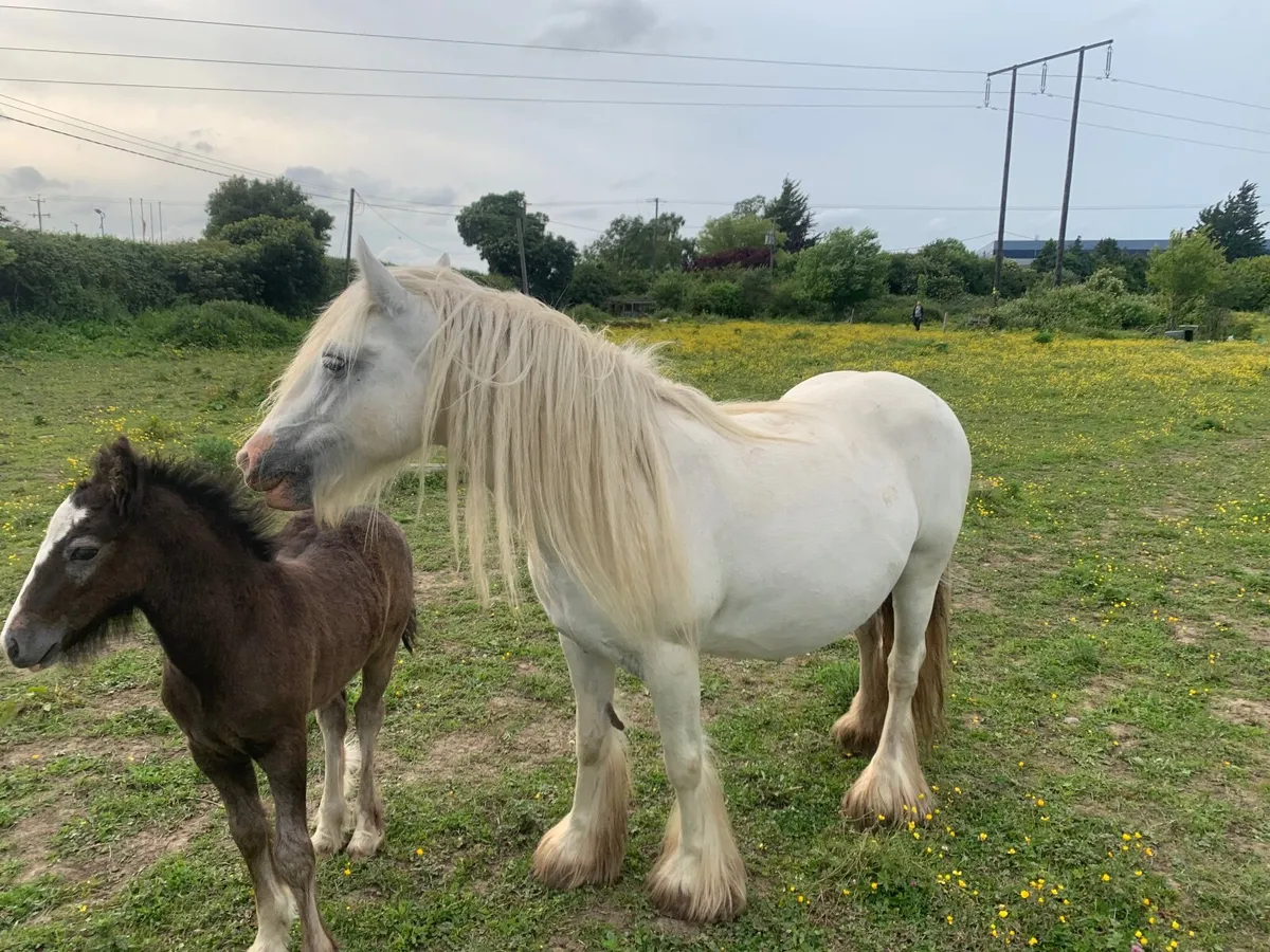 Mare and foal - Image 4