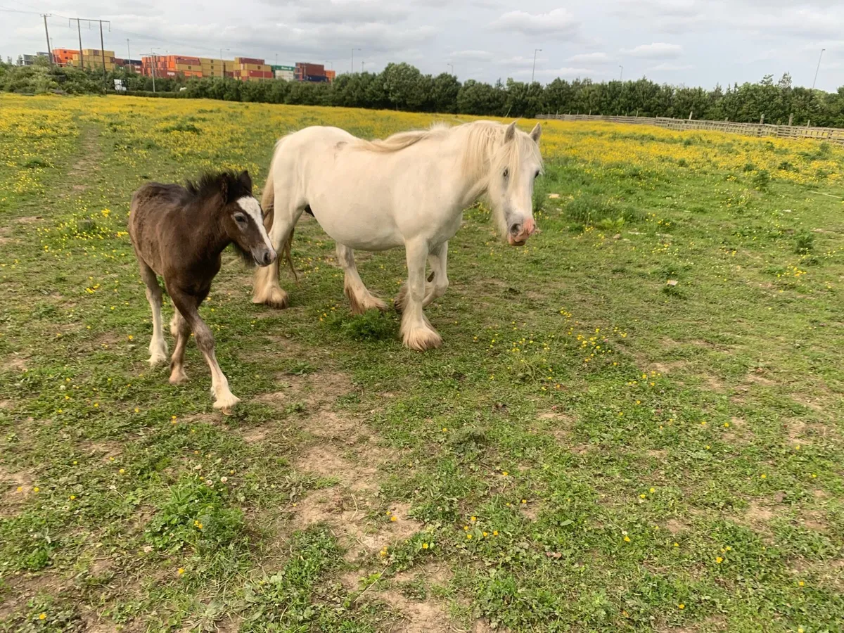Mare and foal - Image 3