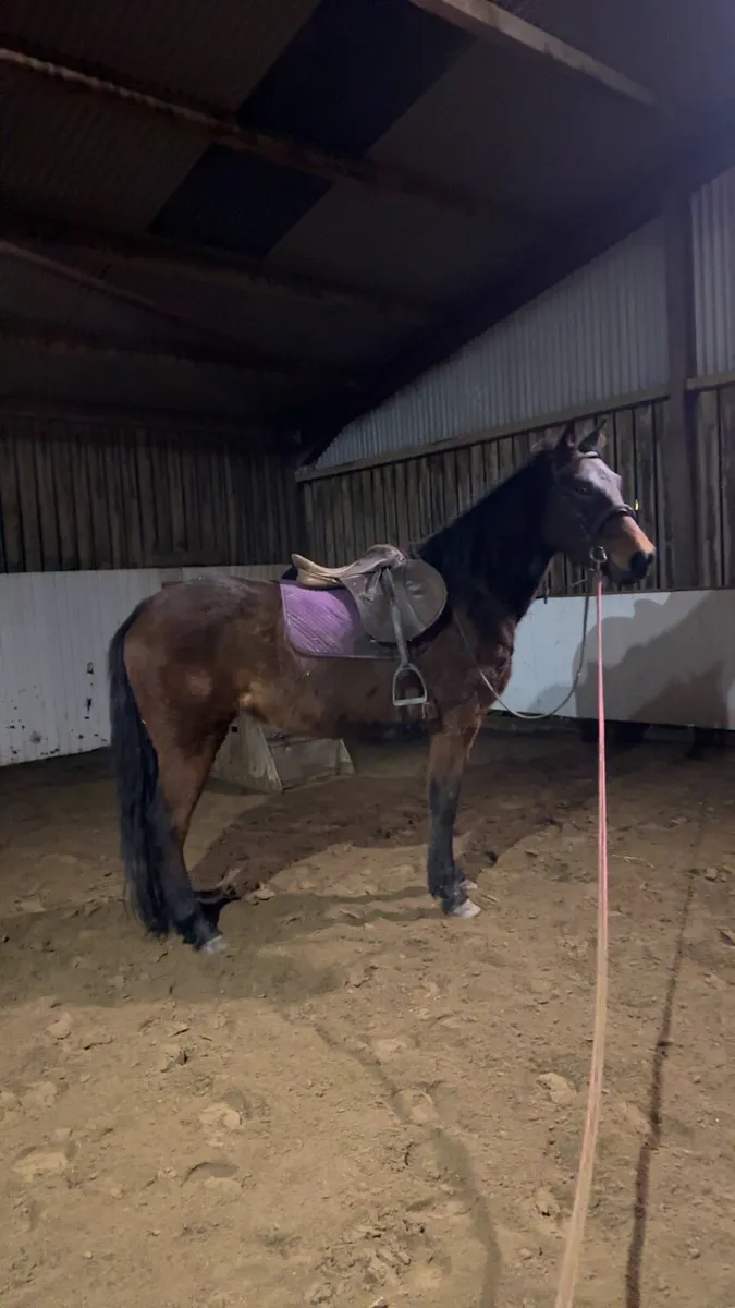 15.2hh gelding - Image 3