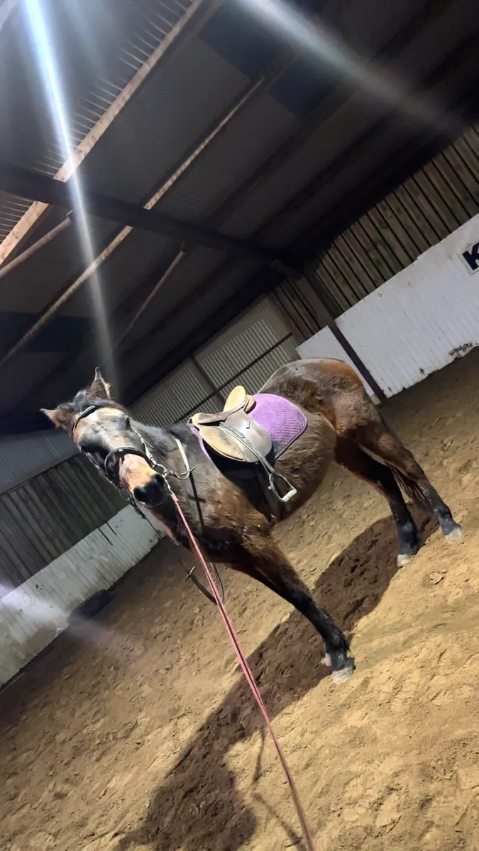 15.2hh gelding - Image 4