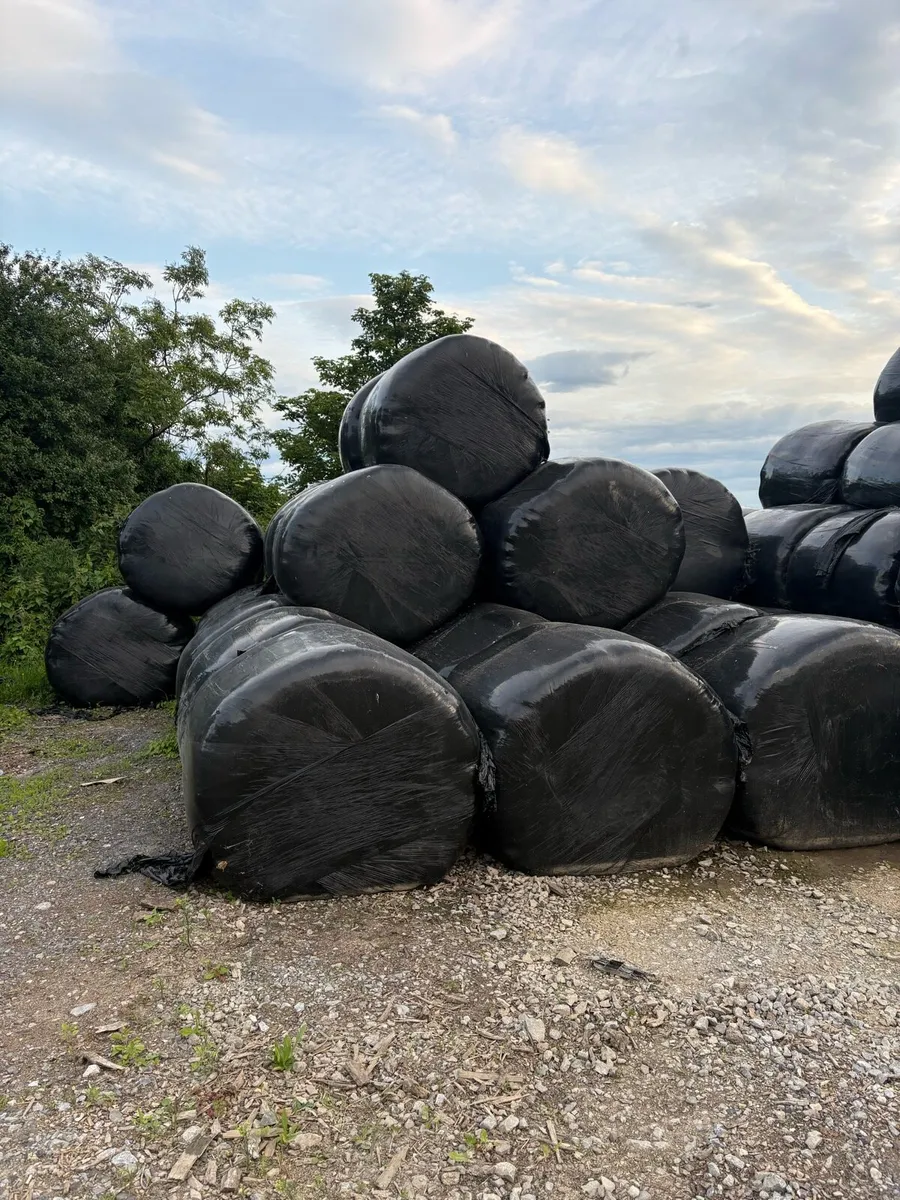 Haylage ready to feed - Image 1
