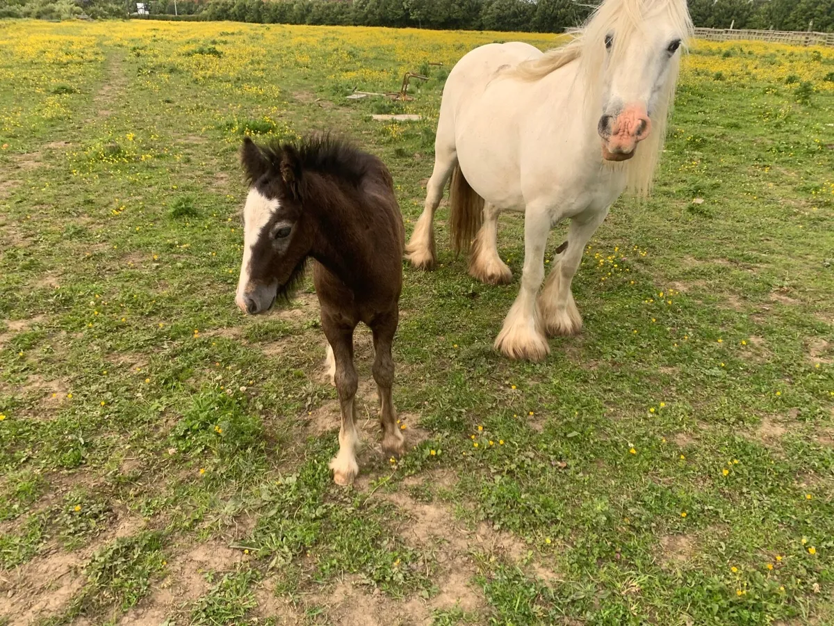 Mare and foal - Image 2