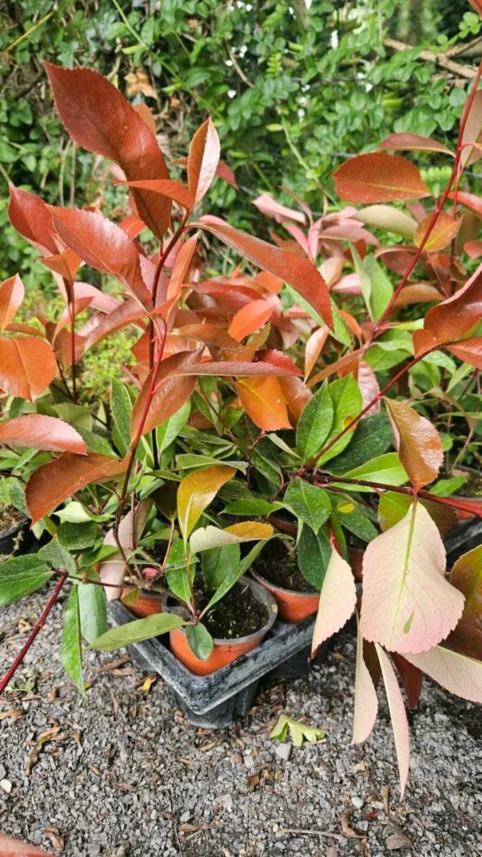 Red Robin Hedging TWO EUROS - Image 1