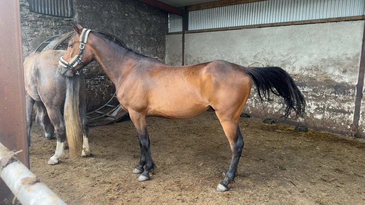 15.2hh gelding - Image 1