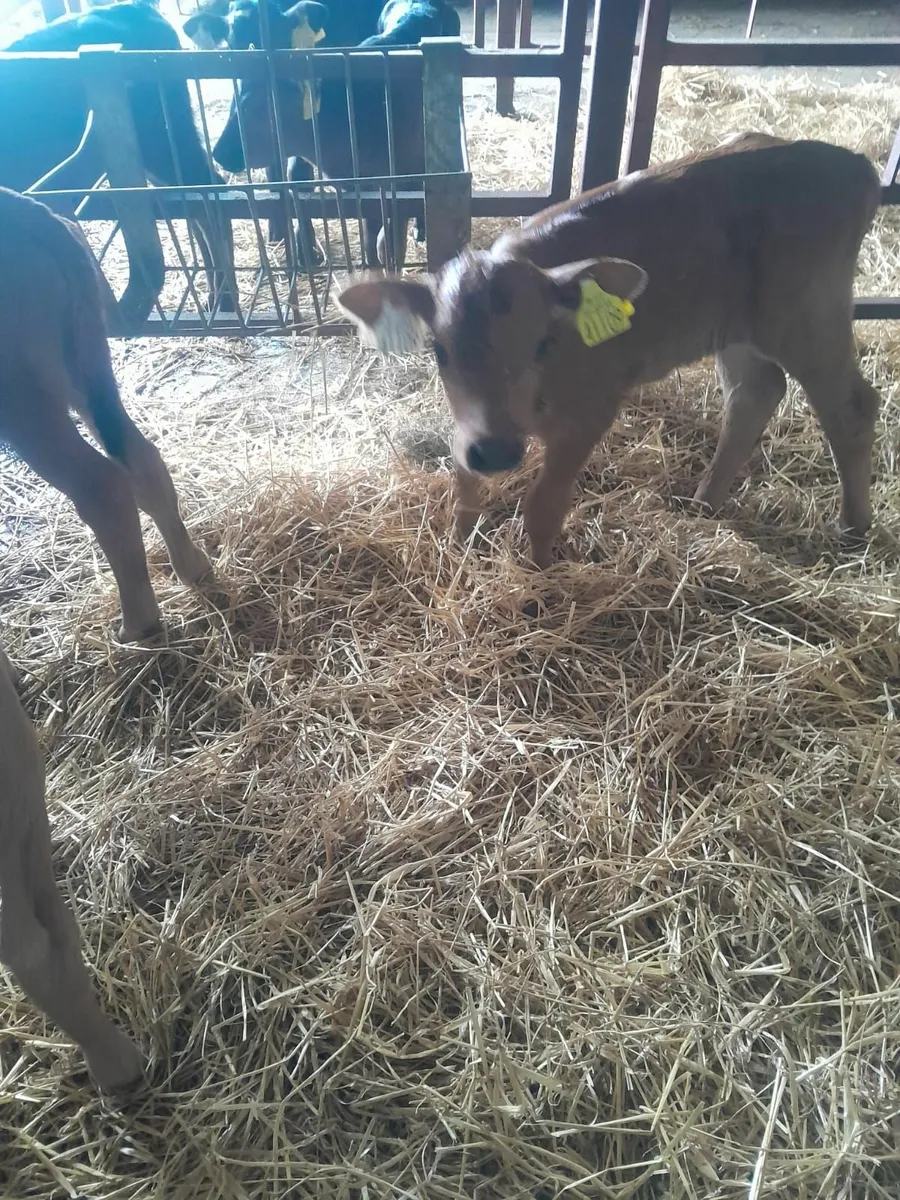 Calfs - Image 1