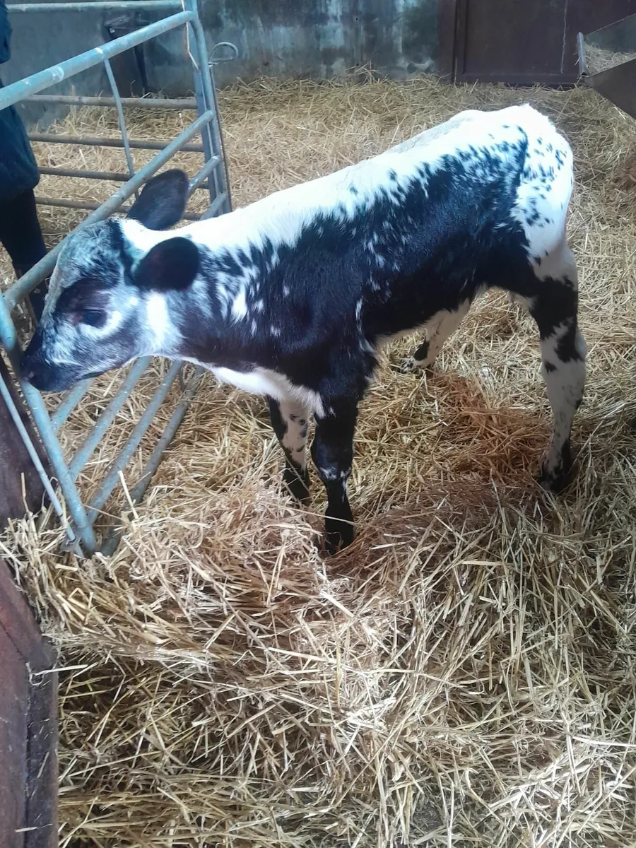 Calfs - Image 2