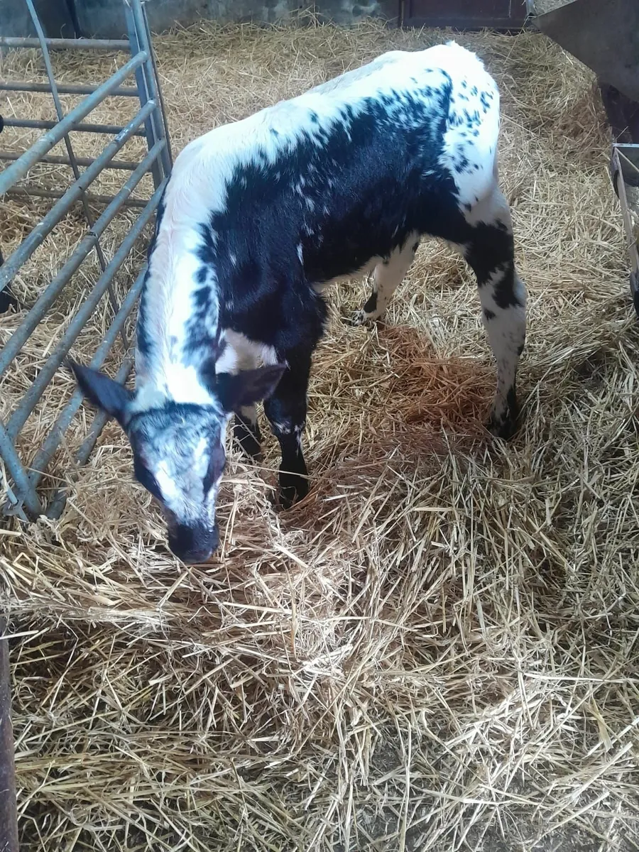 Calfs - Image 3