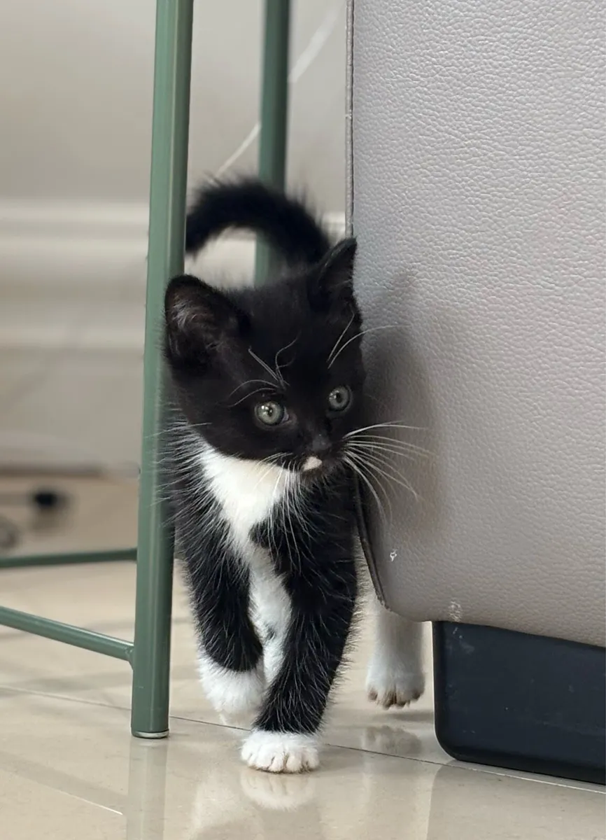 Three beautiful kittens. Can be delivered - Image 4