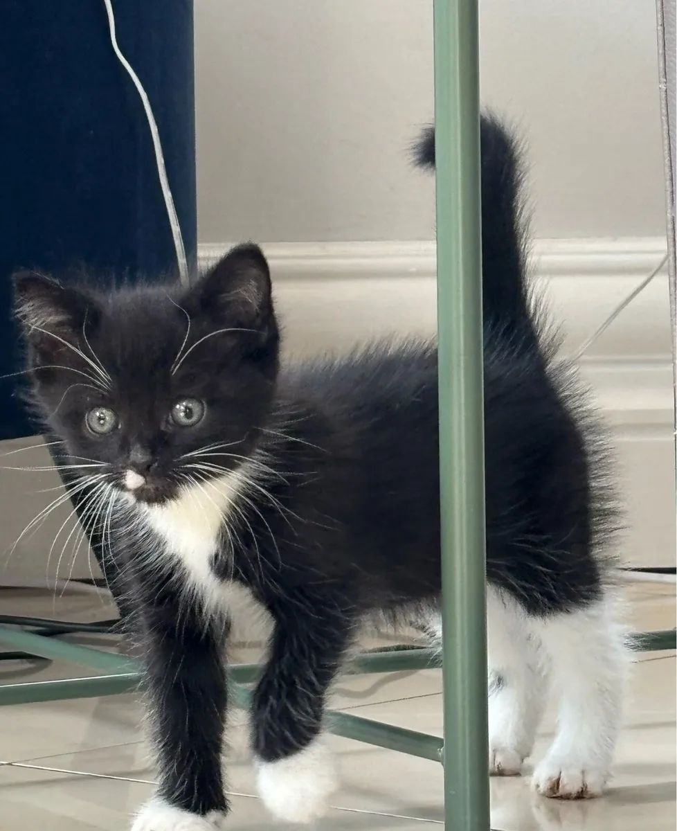 Three beautiful kittens. Can be delivered - Image 4
