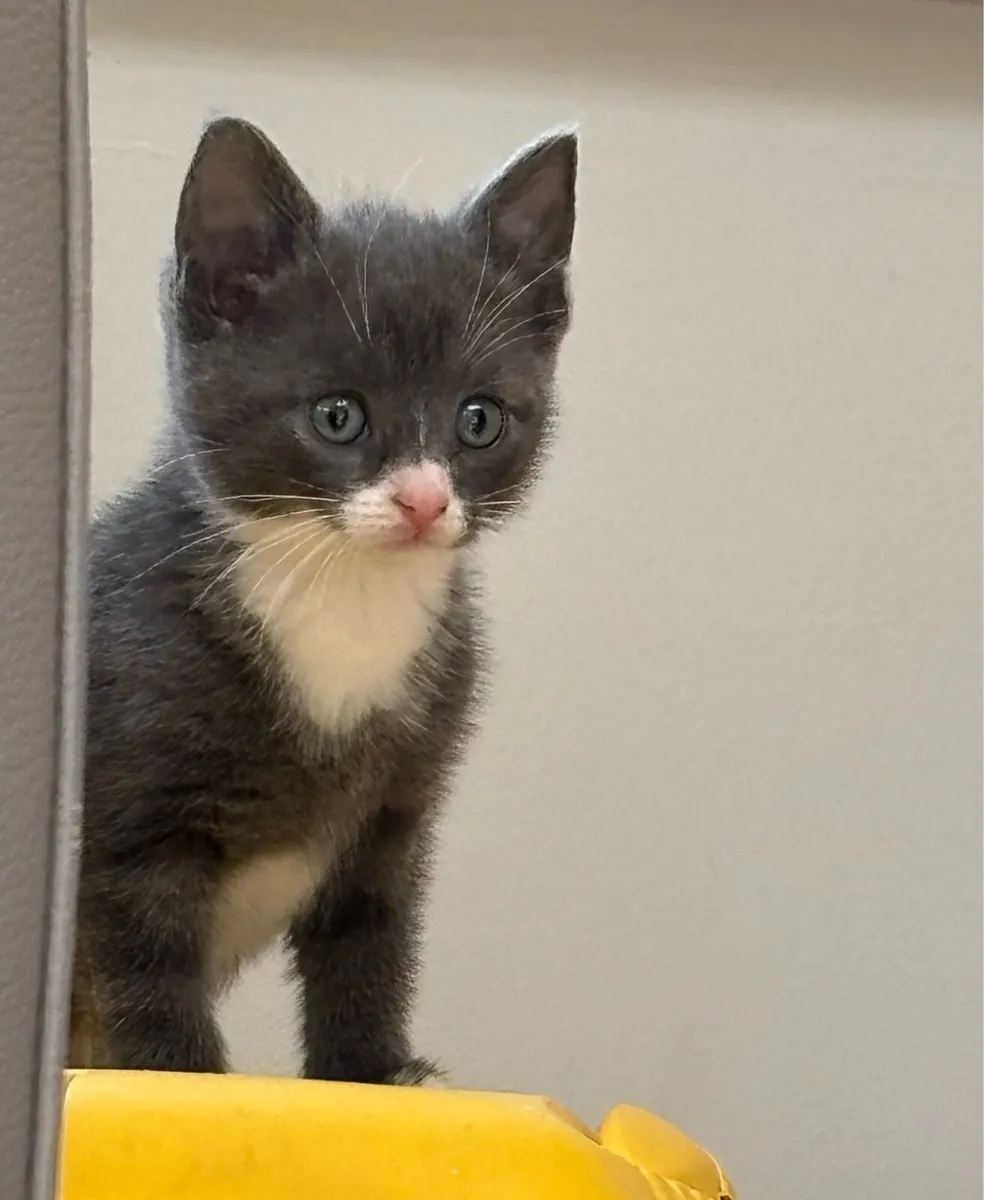 Three beautiful kittens. Can be delivered - Image 1