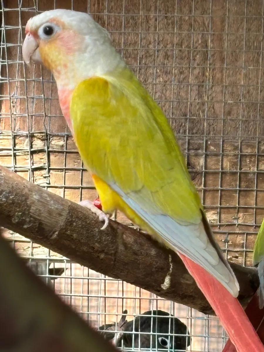 Suncheek Conures - Image 2