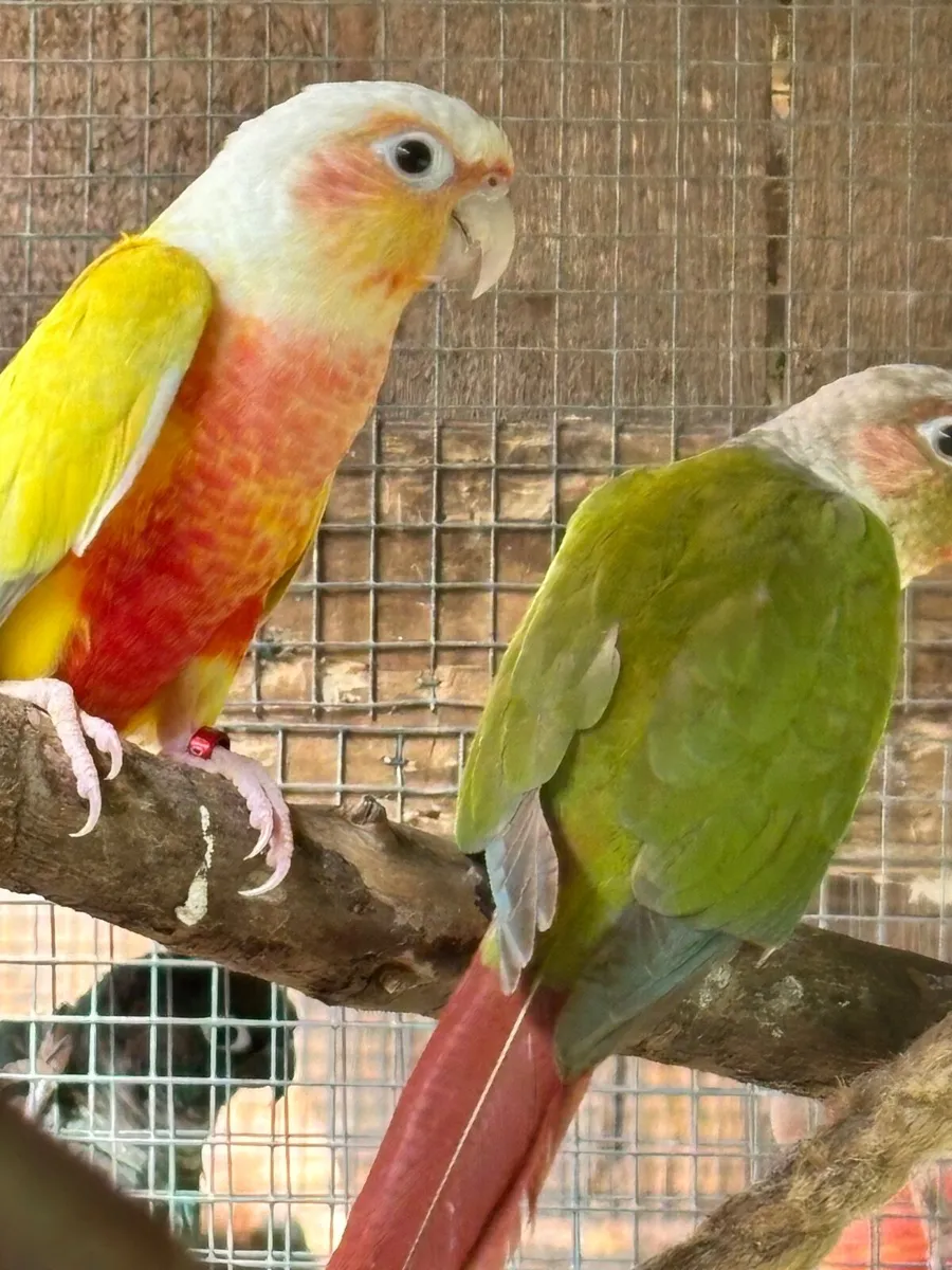 Suncheek Conures - Image 3