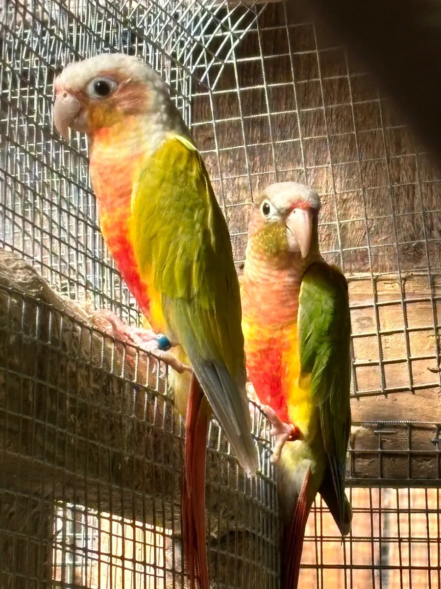 Suncheek Conures - Image 4