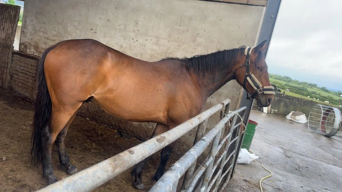 15.2hh gelding - Image 2