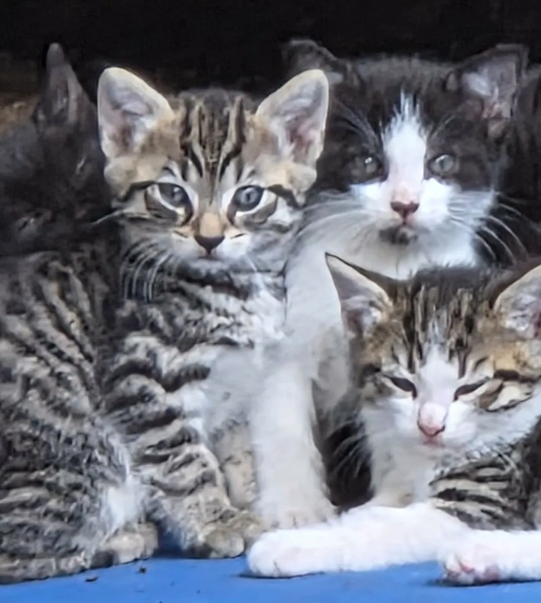 kittens - Image 1