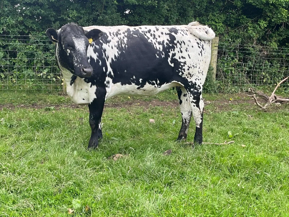 Super speckled park springer heifers - Image 1