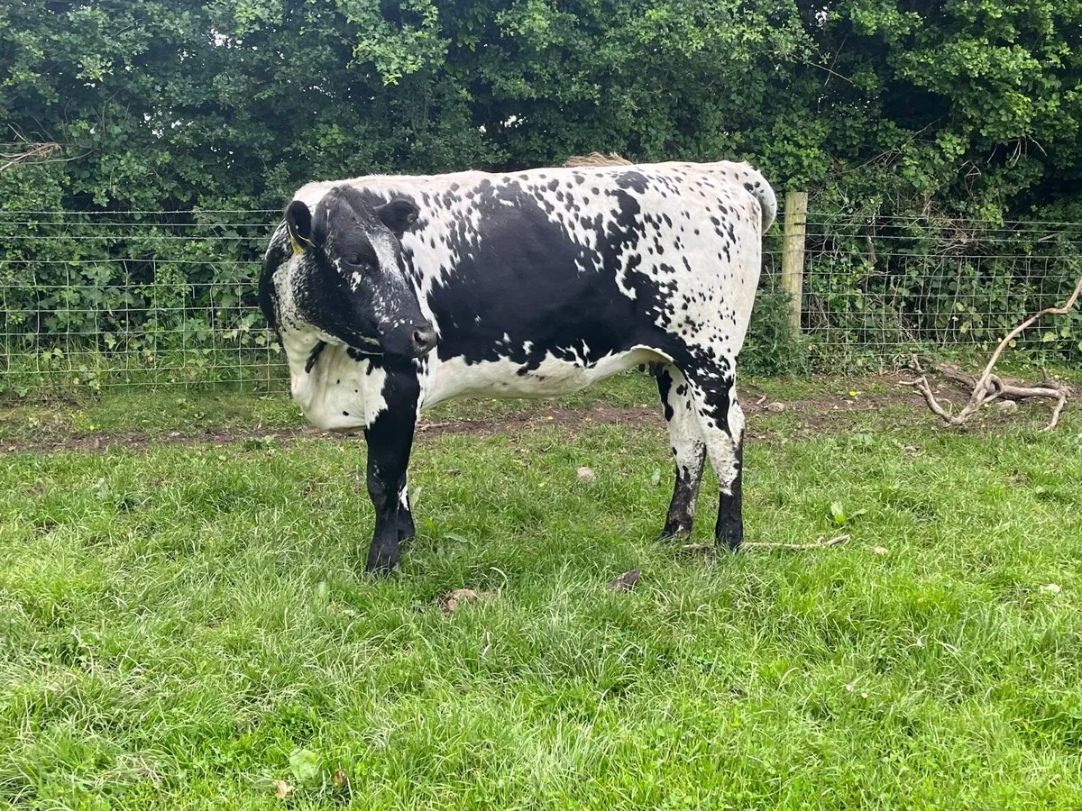 Super speckled park springer heifers - Image 2