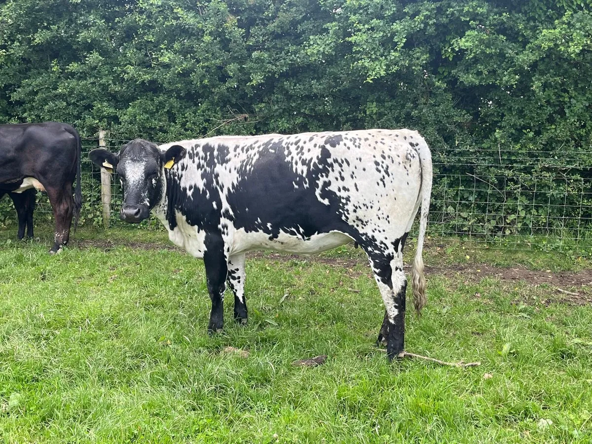 Super speckled park springer heifers - Image 3