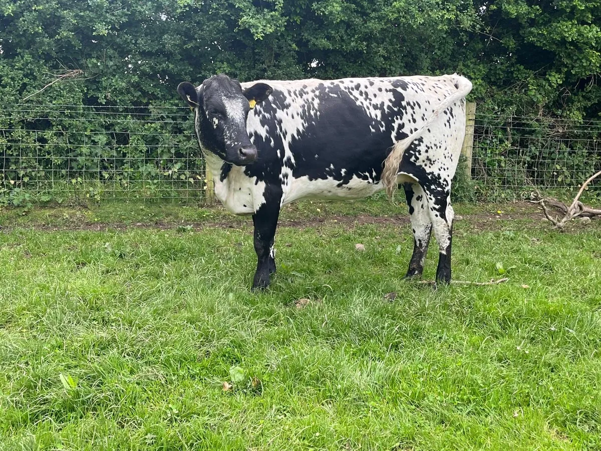 Super speckled park springer heifers - Image 4